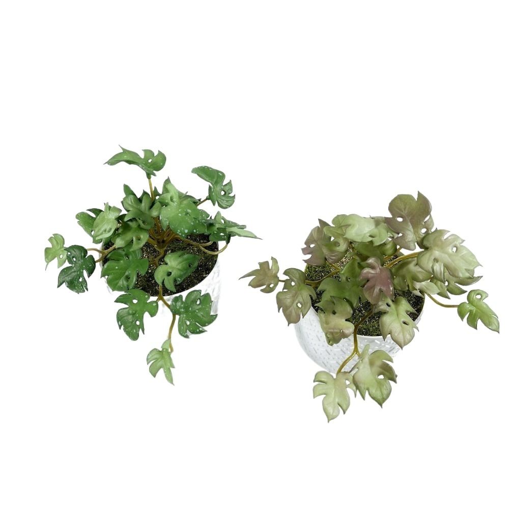 Green Garden Home Shop for Win - Bonsai Garden Shop ulasan dan harga